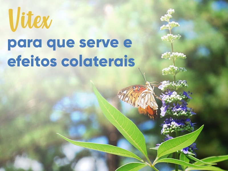 Vitex agnus castus: para que serve e efeitos colaterais